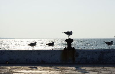 Seagulls perching on sea shore against clear sky