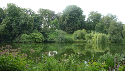 Scenic view of lake by trees in forest against sky