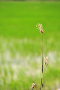 Close-up of wilted plant on field