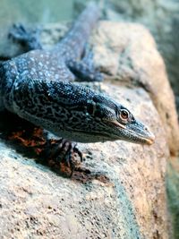 Close-up of lizard on rock