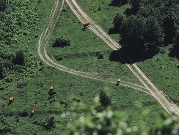 High angle view of cattle grazing on field
