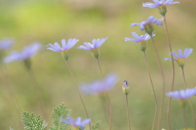 Close-up of purple flowering plants on field