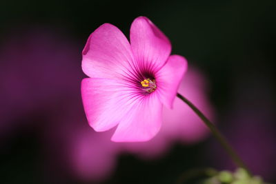 Close-up of pink cosmos flower