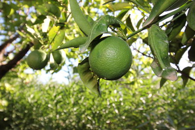 Close-up of fruits hanging on tree