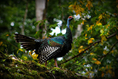 Close-up of a bird