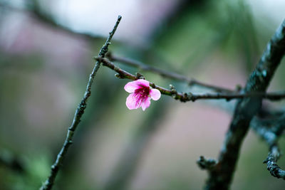 Close-up of cherry blossom on tree