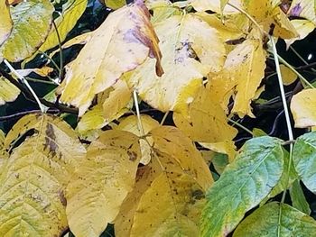 Close-up of yellow autumn leaves