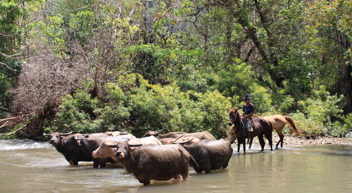 Farmer sitting on horse while buffaloes standing in lake at forest