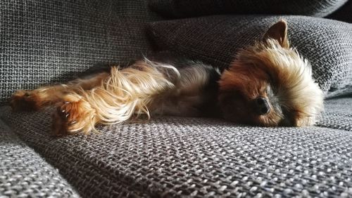 Dog sleeping on sofa at home