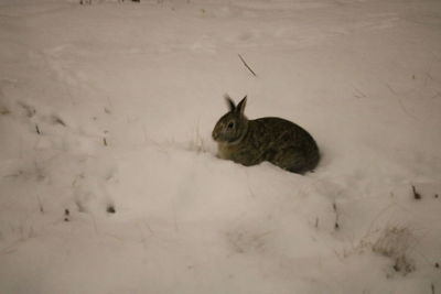 High angle view of lizard on snow