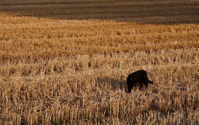 Sheep grazing on grassy field