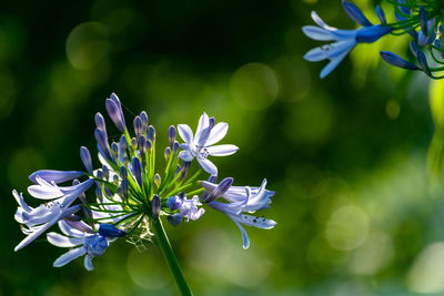 Close-up of purple flowering plant