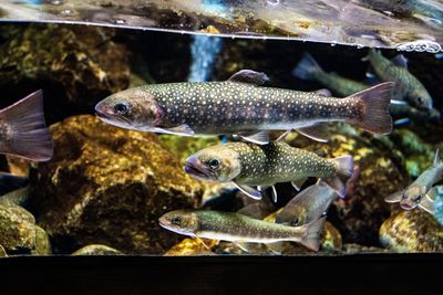 Fish swimming in aquarium