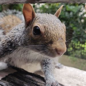 Close-up of squirrel