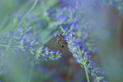 Close-up of bee pollinating on purple flower