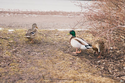 Birds on a field