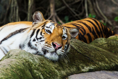 Close-up of a cat in zoo