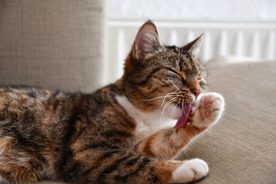 Close-up of a cat resting