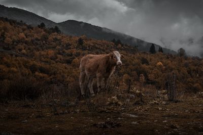 Sheep standing in a field