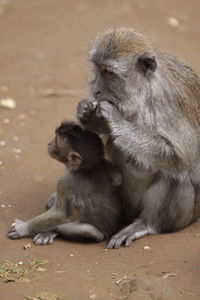 Monkey and infant sitting on land