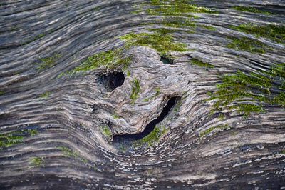 Full frame shot of tree stump