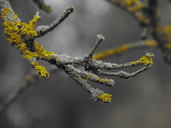 Close-up of frozen plant during winter