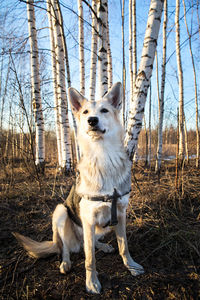 Dog sitting in forest