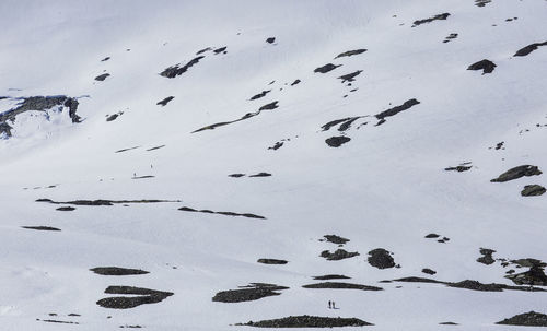 Flock of birds in winter