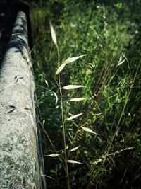 Close-up of bamboo tree trunk in forest