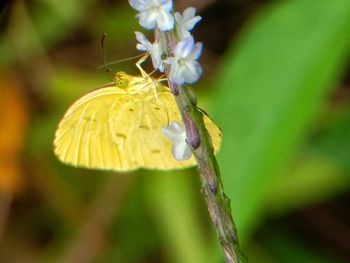 Close-up of butterfly pollinating on flower