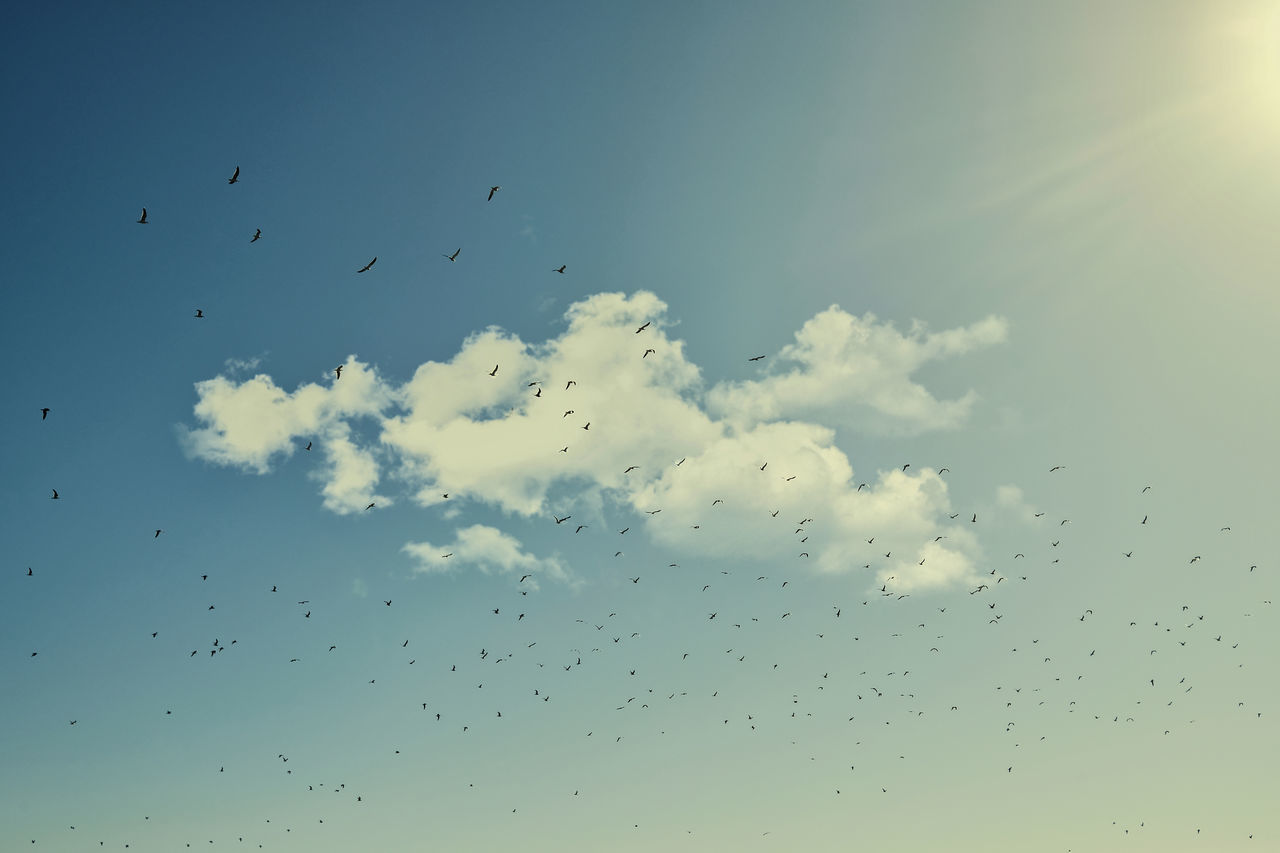 BIRDS FLYING IN SKY