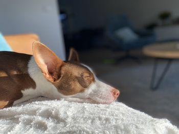 Close-up of a dog on bed at home