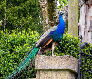 View of a peacock against plants