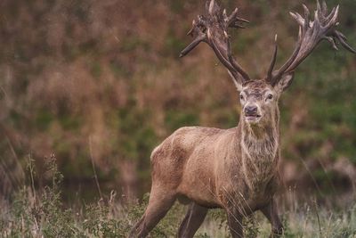 Deer in a tree