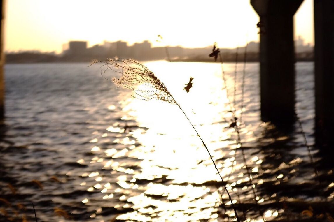 water, sunset, reflection, silhouette, sun, sky, nature, focus on foreground, lake, tranquility, beauty in nature, sunlight, river, wet, outdoors, selective focus, tranquil scene, close-up, no people, rippled