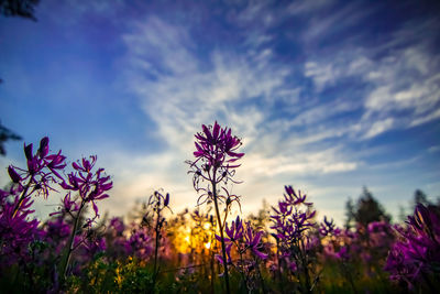 Low angle view of purple flowering plants on field against sky