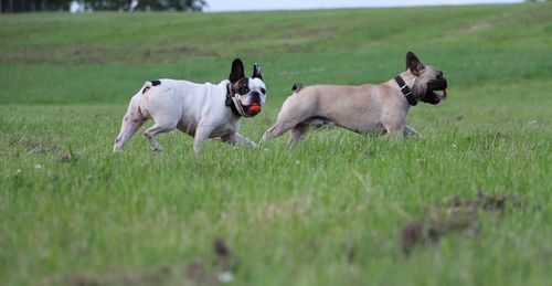 Dogs on field