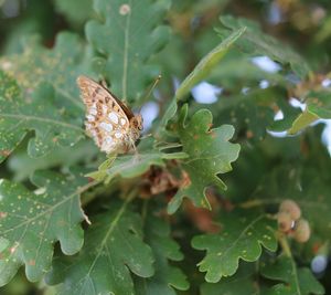 Close-up of butterfly pollinating on flower