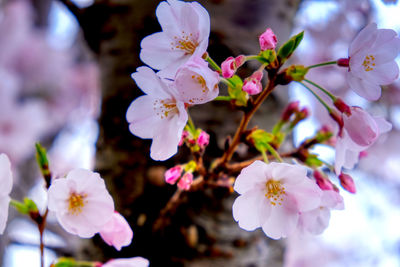 Close-up of cherry blossoms