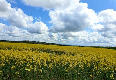 Scenic view of oilseed rape field against cloudy sky