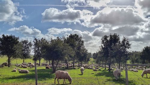 Panoramic view of trees on landscape against sky