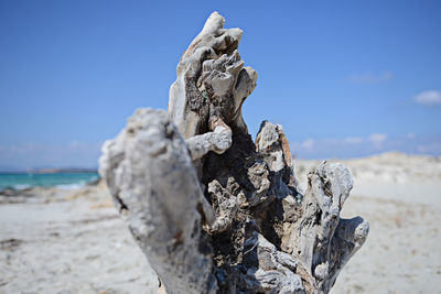 Close-up of driftwood on beach