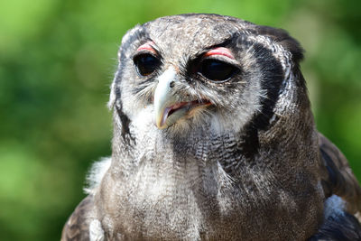 Close-up portrait of a owl