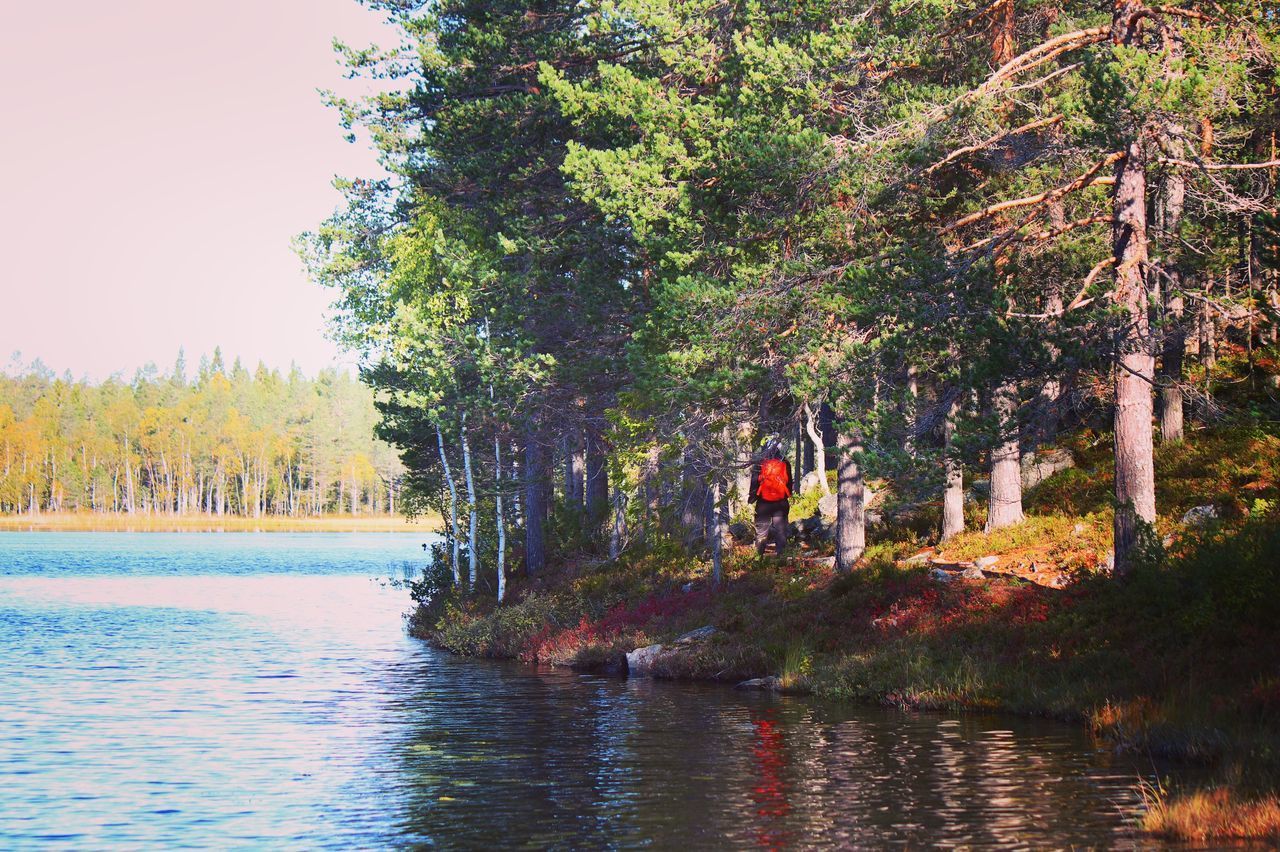 SCENIC VIEW OF LAKE AGAINST TREES IN FOREST