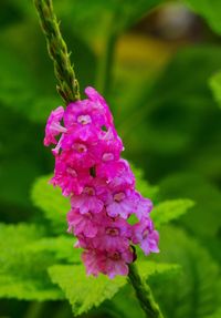 Close-up of pink flowers