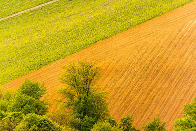 High angle view of crop growing on field