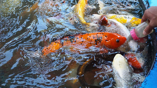 Colorful koi fancy carps in pond