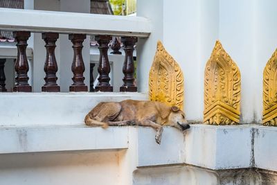 Cat sitting on railing