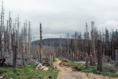 Panoramic shot of trees on field against sky