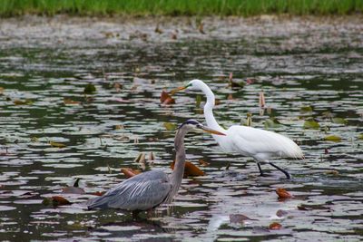 Heron and egret on a lake